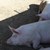 Умъртвяват свинете в село Тутраканци