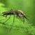 Изследват български комари за западнонилска треска