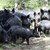 Чумата в Румъния може да унищожи българска порода свине