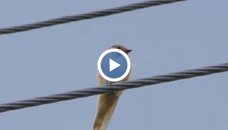 Птичката е символ на надеждата