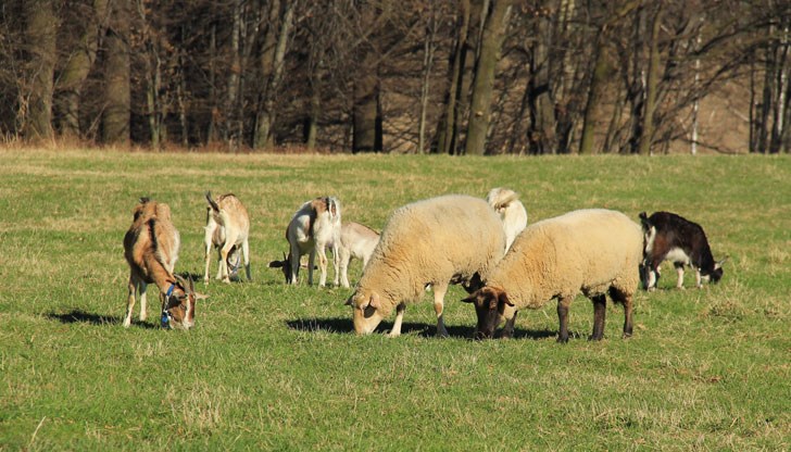 Регистрирани са 4 случая при овце в Габрово, 4 случая при говеда в Кюстендил и при 1 овца в Пазарджик