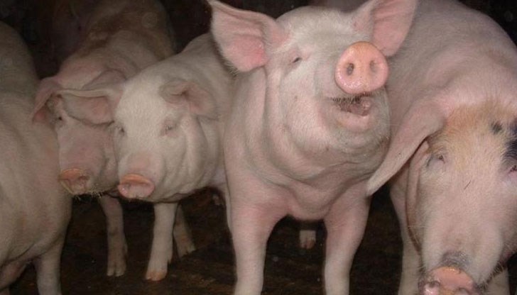 До няколко дни ще се разбере дали заразата е влязла в България