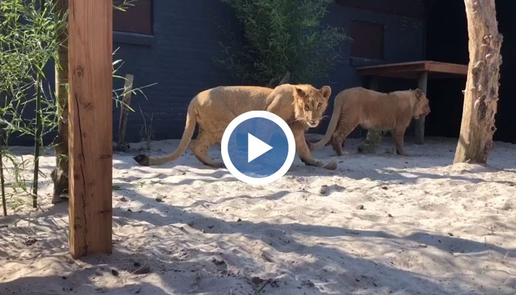 Превърнаха се в красиви лъвове, благодарение на едни достойни българи