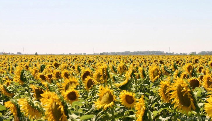 Земеделци сеят слънчоглед в защитени зони от НАТУРА 2000