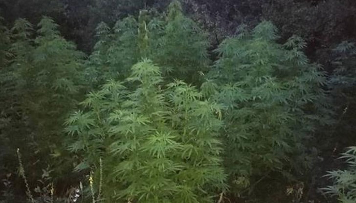 На мястото е списан мъжът, отглеждал наркокултурата