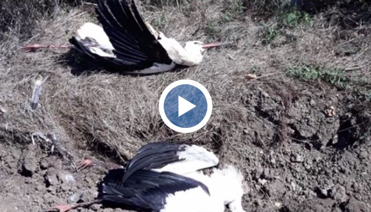 Ако далекопроводите бъдат обезопасени, подобна трагедия би могла да бъде предотвратена