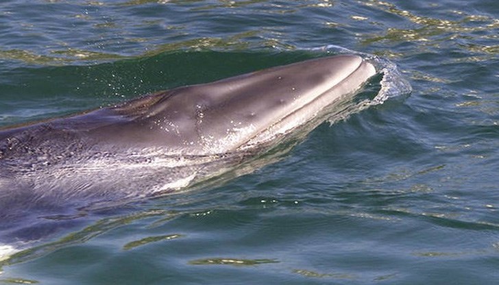 Животното се гмурнало, показвайки страшна рана вместо опашка