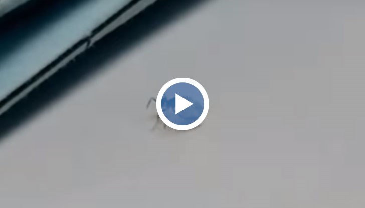 Насекомото се промъкнало в италиански бижутериен магазин и изпод носа на продавача започнал да търкаля диаманта