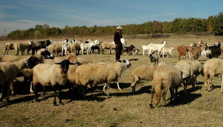 Ставката за подпомагане на глава животно е 15 лева