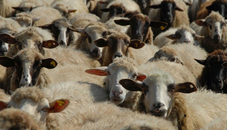 Френската лаборатория “Сирад” е върнала втората серия проби на България, които трябваше да потвърдят дали има или няма чума по овцете и козите