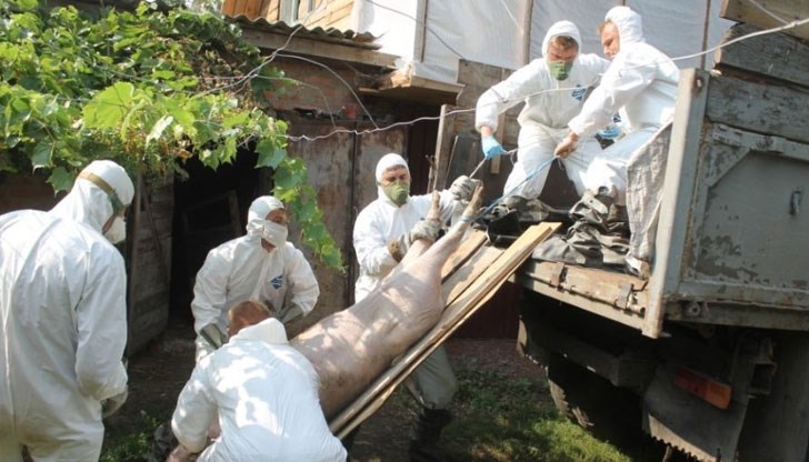 Властите са открили също 18 глигана, заразени с болестта Властите са открили също 18 глигана, заразени с болестта