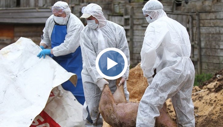 Най-голямата ферма за отглеждане на прасета се намира в южния окръг Браила