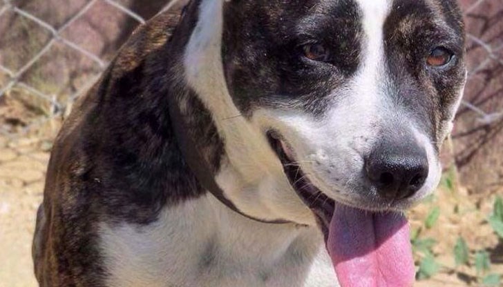 Остана му само Тара, а няма как да я задържи