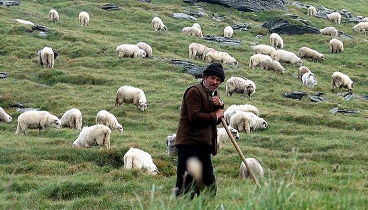 Ставката за подпомагане на глава животно е 15 лв