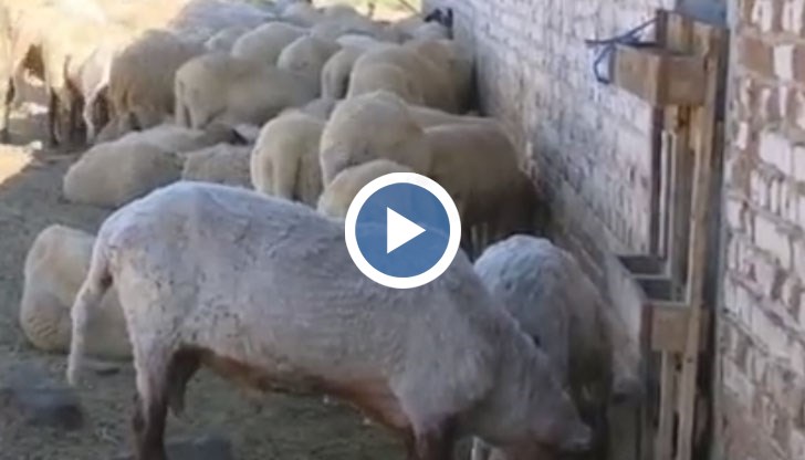 Повече от 20 дни те очакват резултатите от вторите проби за чума по дребните преживни животни в региона