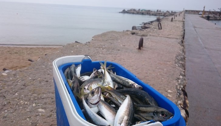 Край Царево е излязла много циганка Край Царево е излязла много циганка