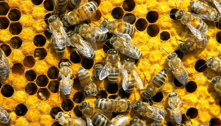 От пчелите зависят 250 000 вида растения, много от които ключови за човешкото оцеляване