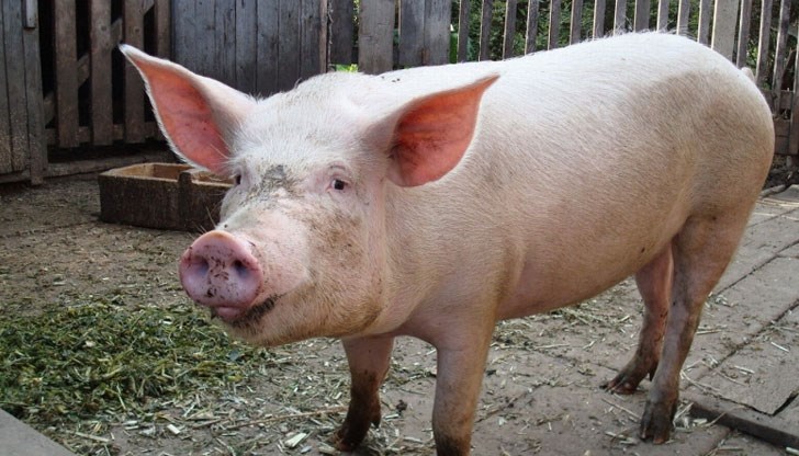 23 животни, отглеждани заедно с изследваното прасе, ще бъдат умъртвени, ако наличието на зараза бъде потвърдено