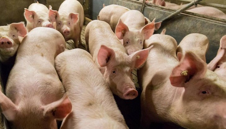 Производител на свинско месо реши да унищожи целия си добитък
