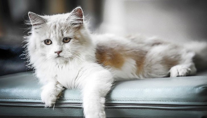 Пухкавите създания имат празник днес