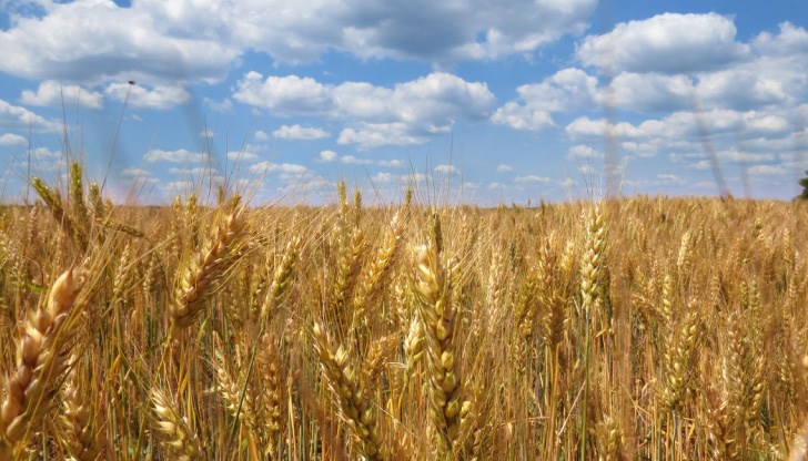 Ще поскъпне ли хлябът? Ще поскъпне ли хлябът?