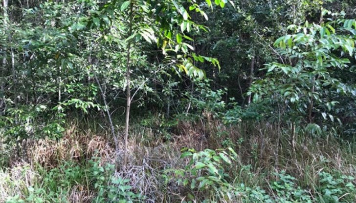 Ловци на змии публикуват снимки от акциите си, в които първата им задача е да открият опасното влечуго