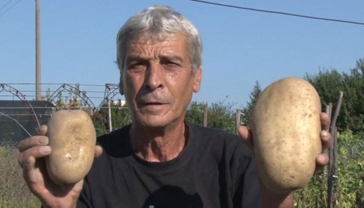 Картофът, пораснал в нивата на Пламен, тежи 1 кг 245 грама