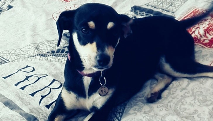 Моля, помогнете ми да си намеря кученцето!