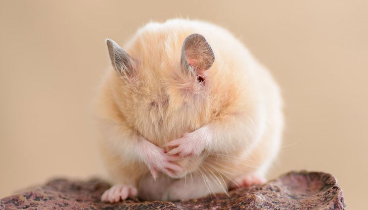 Майка искала да зарадва децата си с пухкавото животинче, но то се превърна в най-големия й кошмар