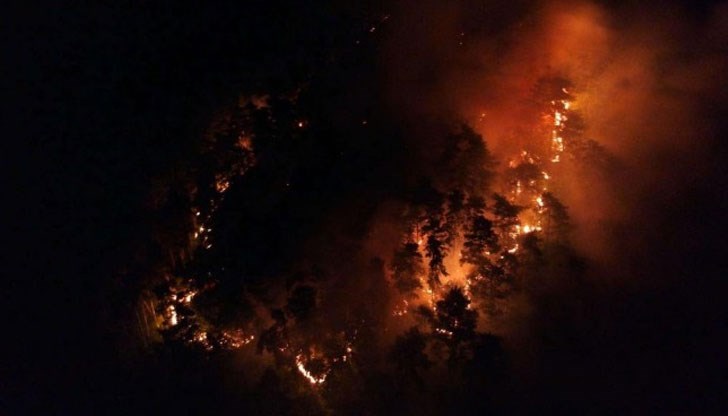 Изгорели са около 100 декара иглолистна и широколистна гора