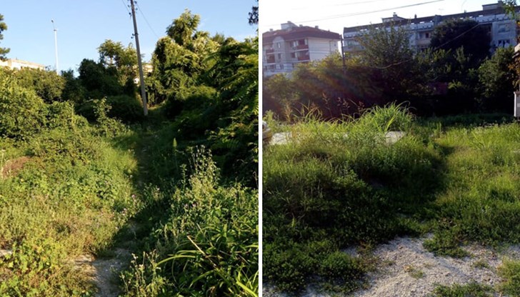 Улица "Кадин мост" в кв. "Родина 3" прилича на джунгла
