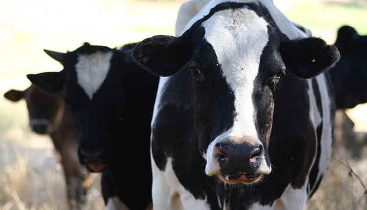 След чумата по овцете и козите в Странджанско, опасността от африканска чума по свинете, нов животновъден проблем се задава в страната