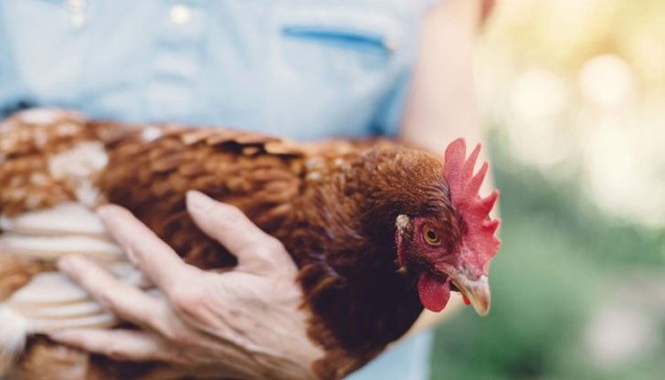 БАБХ вдига забраната за организиране и провеждане на пазари и изложения за птици на територията на страната БАБХ вдига забраната за организиране и провеждане на пазари и изложения за птици на територията на страната
