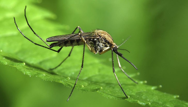 България е обградена от случаи на заразата България е обградена от случаи на заразата