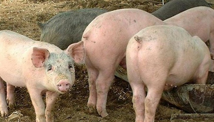 Инвентаризацията трябва да се извърши от кметовете на населените места