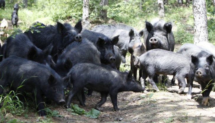 Древната порода свине е застрашена от изчезване