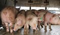 Свиневъди от Русе искат коридор за търговия с храни