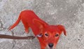 Боядисаха в червено кученце в Нова Черна