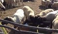 Умряха 7 животни от изолираното стадо в Болярово