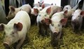 Русия забрани вноса на свинско от България
