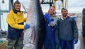 Хванаха огромна риба тон