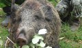 Откриват груповия лов на дива свиня на 29 септември