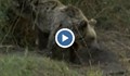 Спасиха мечка от бракониерски капан