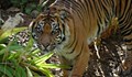 Умря рядък вид суматранска тигрица, бременна с две малки