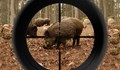 Лова на дива свиня започва на 29 септември