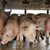 Свиневъди от Русе искат коридор за търговия с храни