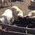 Умряха 7 животни от изолираното стадо в Болярово