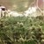 Полицаи откриха 100 кила марихуана в домашна оранжерия