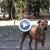 Общината направи "детски" площадки за кучетата в Русе