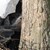 Кола се заби в дърво на пътя Русе - Силистра